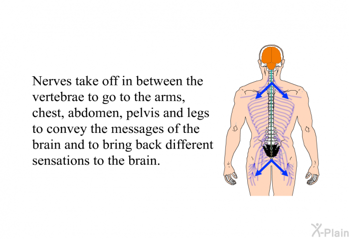Nerves take off in between the vertebrae to go to the arms, chest, abdomen, pelvis and legs to convey the messages of the brain and to bring back different sensations to the brain.