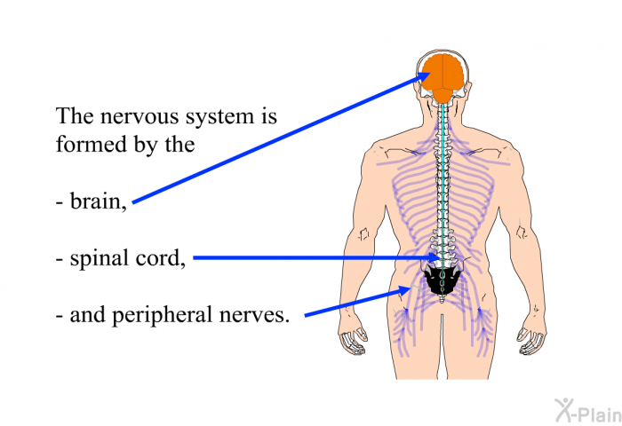 The nervous system is formed by the  brain, spinal cord, and peripheral nerves.