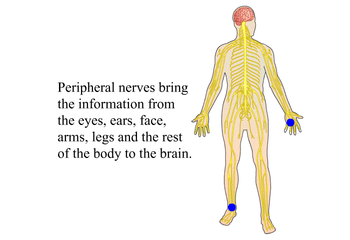 Peripheral nerves bring the information from the eyes, ears, face, arms, legs and the rest of the body to the brain.