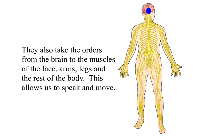 They also take the orders from the brain to the muscles of the face, arms, legs and the rest of the body. This allows us to speak and move.