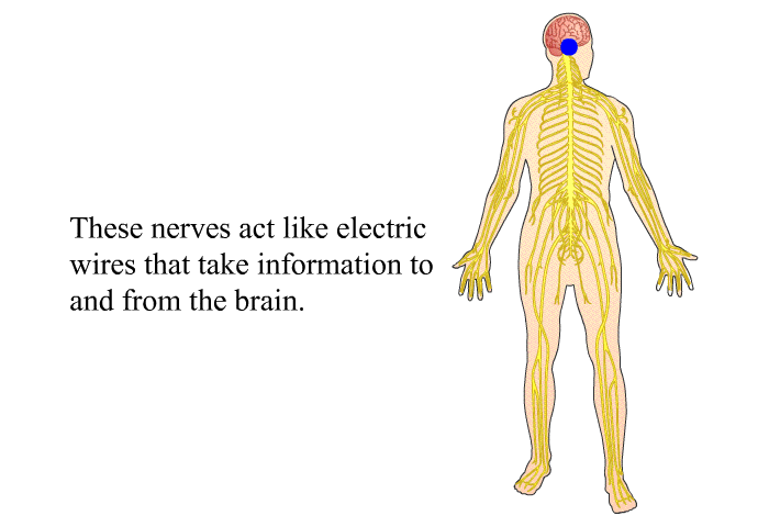 These nerves act like electric wires that take information to and from the brain.