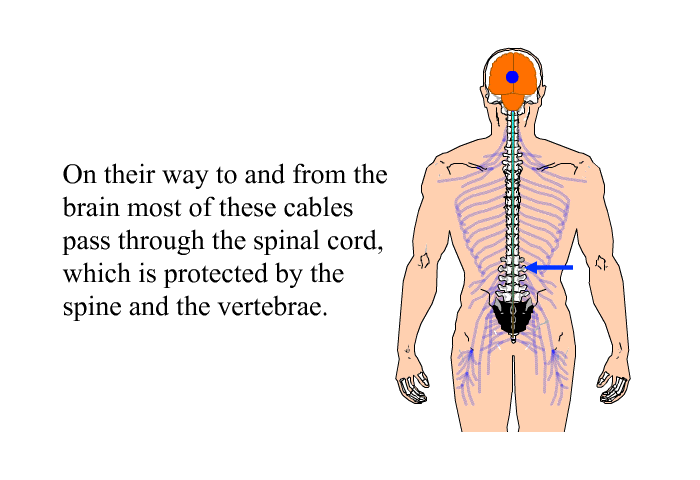 On their way to and from the brain most of these cables pass through the spinal cord, which is protected by the spine and the vertebrae.