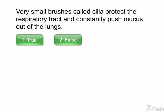 Very small brushes called cilia protect the respiratory tract and constantly push mucus out of the lungs.