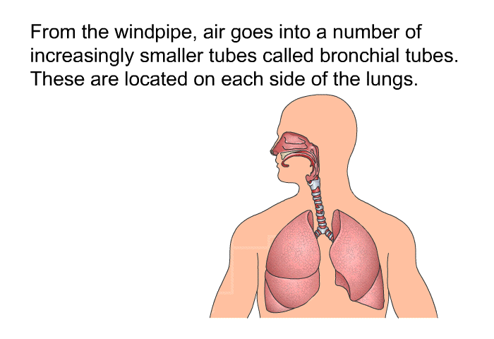 From the windpipe, air goes into a number of increasingly smaller tubes called bronchial tubes. These are located on each side of the lungs.