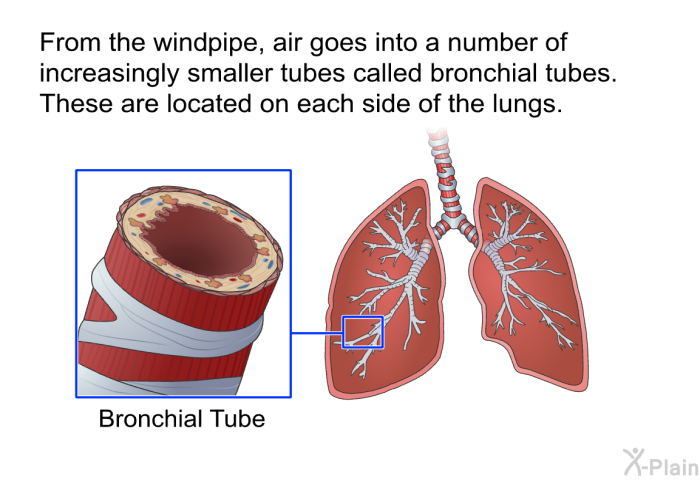 From the windpipe, air goes into a number of increasingly smaller tubes called bronchial tubes. These are located on each side of the lungs.