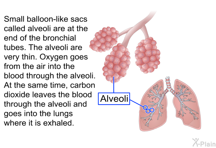 Small balloon-like sacs called alveoli are at the end of the bronchial tubes. The alveoli are very thin. Oxygen goes from the air into the blood through the alveoli. At the same time, carbon dioxide leaves the blood through the alveoli and goes into the lungs where it is exhaled.