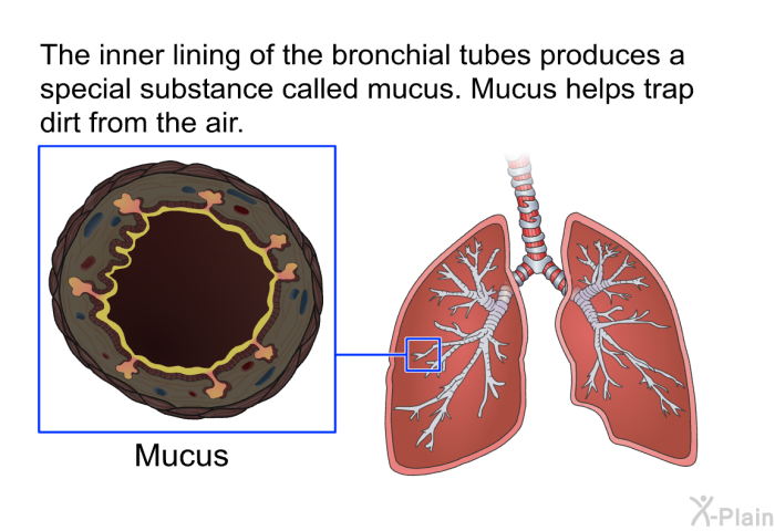 The inner lining of the bronchial tubes produces a special substance called mucus. Mucus helps trap dirt from the air.