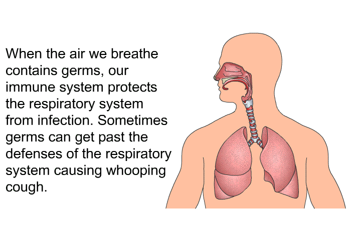 When the air we breathe contains germs, our immune system protects the respiratory system from infection. Sometimes germs can get past the defenses of the respiratory system causing whooping cough.