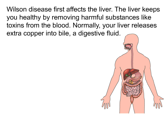 Wilson disease first affects the liver. The liver keeps you healthy by removing harmful substances like toxins from the blood. Normally, your liver releases extra copper into bile, a digestive fluid.