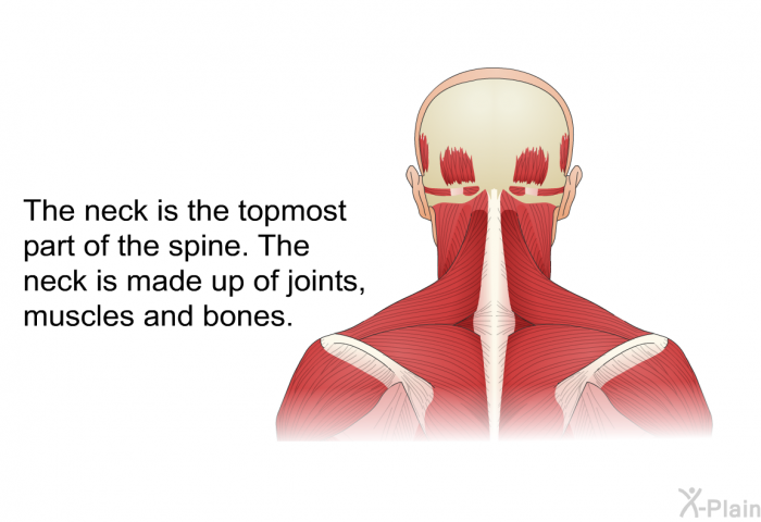 The neck is the topmost part of the spine. The neck is made up of joints, muscles and bones.