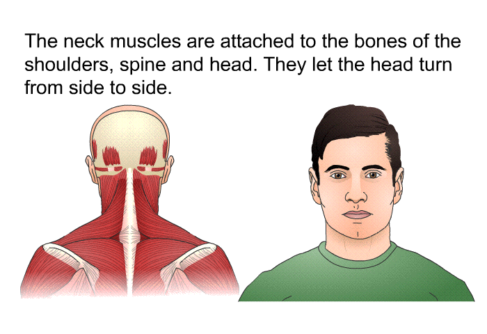 The neck muscles are attached to the bones of the shoulders, spine and head. They let the head turn from side to side.