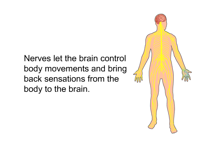 Nerves let the brain control body movements and bring back sensations from the body to the brain.