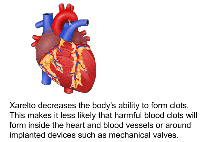 Xarelto decreases the body's ability to form clots. This makes it less likely that harmful blood clots will form inside the heart and blood vessels or around implanted devices such as mechanical valves.