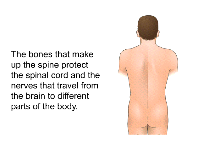 The bones that make up the spine protect the spinal cord and the nerves that travel from the brain to different parts of the body.