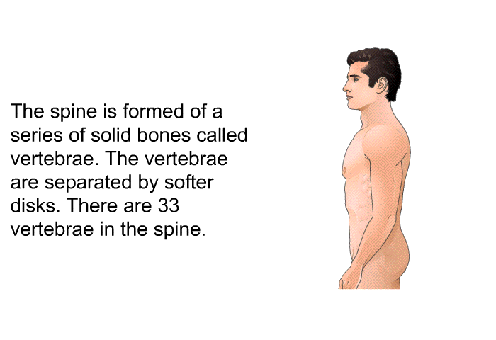 The spine is formed of a series of solid bones called vertebrae. The vertebrae are separated by softer disks. There are 33 vertebrae in the spine.