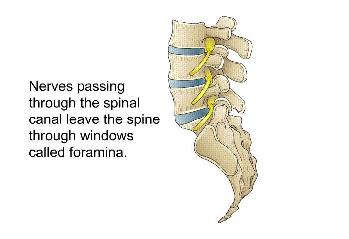Nerves passing through the spinal canal leave the spine through windows called foramina.