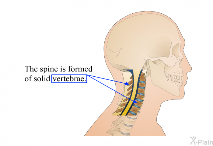 The spine is formed of solid vertebrae.