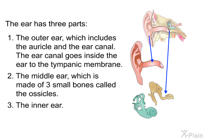 The ear has three parts:  The outer ear, which includes the auricle and the ear canal. The ear canal goes inside the ear to the tympanic membrane. The middle ear, which is made of 3 small bones called the ossicles. The inner ear.