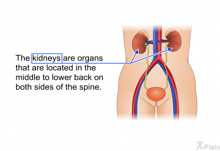 The kidneys are organs that are located in the middle to lower back on both sides of the spine.