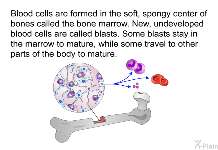 Blood cells are formed in the soft, spongy center of bones called the bone marrow. New, undeveloped blood cells are called blasts. Some blasts stay in the marrow to mature, while some travel to other parts of the body to mature.