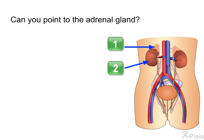 Can you point to the adrenal gland?