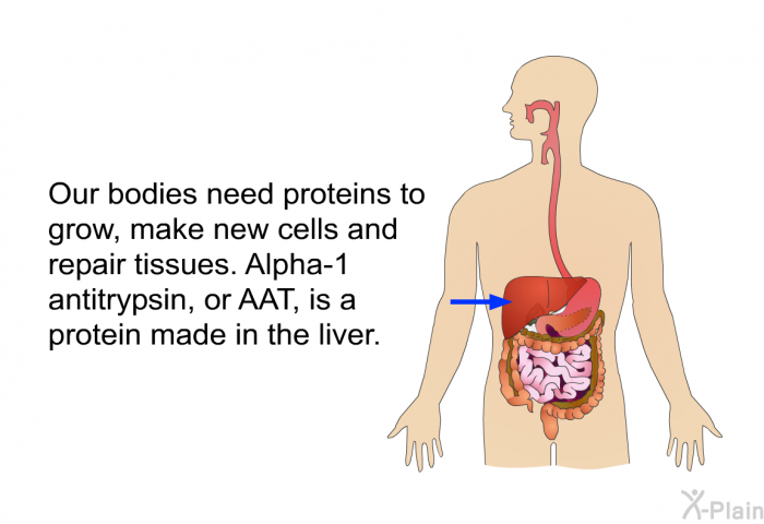 Our bodies need proteins to grow, make new cells and repair tissues. Alpha-1 antitrypsin, or AAT, is a protein made in the liver.