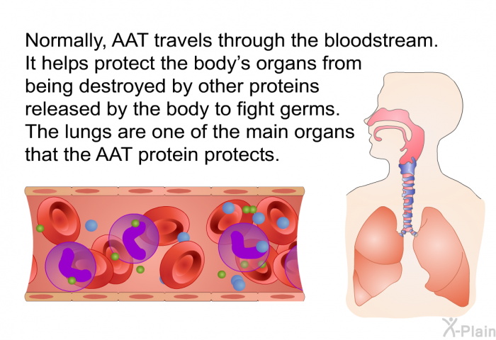 Normally, AAT travels through the bloodstream. It helps protect the body's organs from being destroyed by other proteins released by the body to fight germs. The lungs are one of the main organs that the AAT protein protects.
