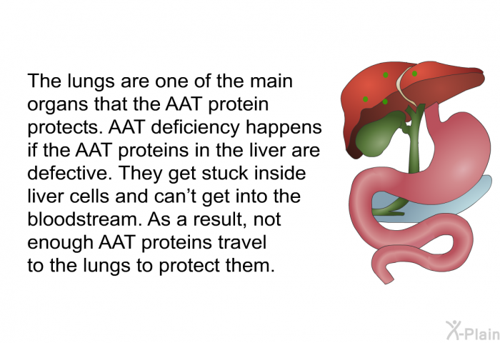 The lungs are one of the main organs that the AAT protein protects. AAT deficiency happens if the AAT proteins in the liver are defective. They get stuck inside liver cells and can't get into the bloodstream. As a result, not enough AAT proteins travel to the lungs to protect them.