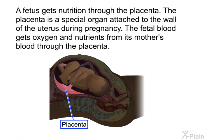 A fetus gets nutrition through the placenta. The placenta is a special organ attached to the wall of the uterus during pregnancy. The fetal blood gets oxygen and nutrients from its mother's blood through the placenta.