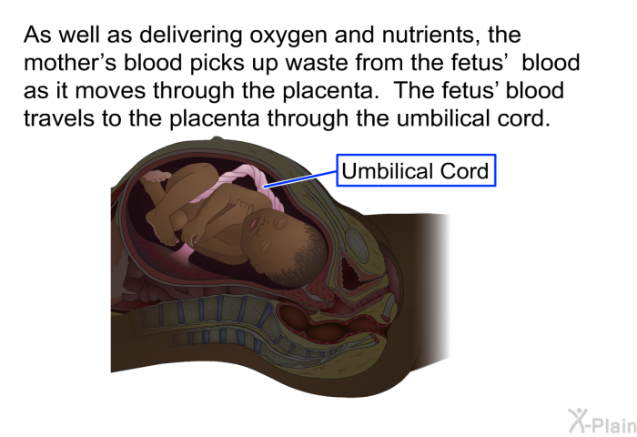 As well as delivering oxygen and nutrients, the mother's blood picks up waste from the fetus' blood as it moves through the placenta. The fetus' blood travels to the placenta through the umbilical cord.
