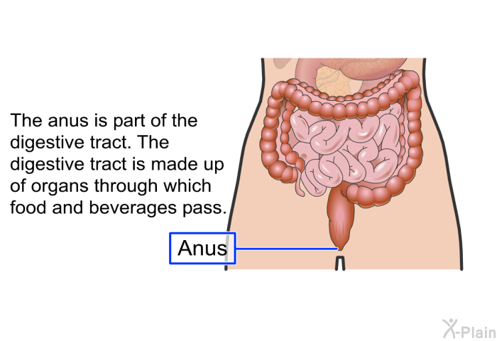 The anus is part of the digestive tract. The digestive tract is made up of organs through which food and beverages pass.