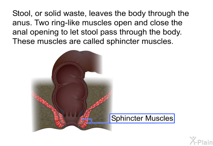 Stool, or solid waste, leaves the body through the anus. Two ring-like muscles open and close the anal opening to let stool pass through the body. These muscles are called sphincter muscles.