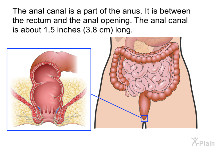The anal canal is a part of the anus. It is between the rectum and the anal opening. The anal canal is about 1.5 inches (3.8 cm) long.