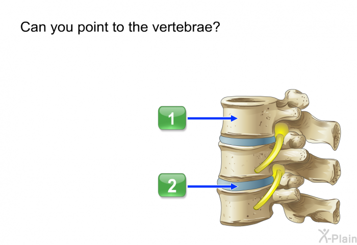 Can you point to the vertebrae?