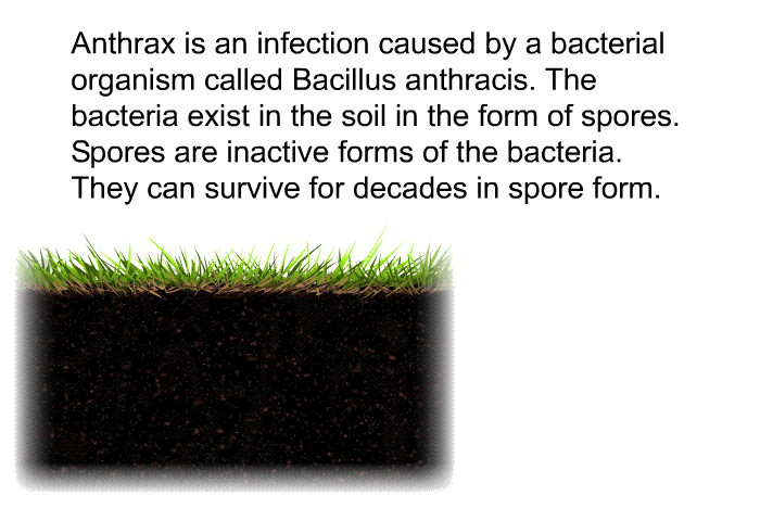 Anthrax is an infection caused by a bacterial organism called Bacillus anthracis. The bacteria exist in the soil in the form of spores. Spores are inactive forms of the bacteria. They can survive for decades in spore form.