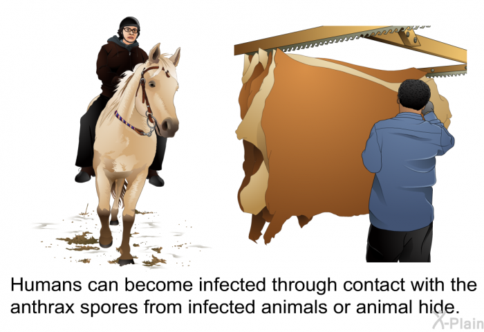 Humans can become infected through contact with the anthrax spores from infected animals or animal hide.