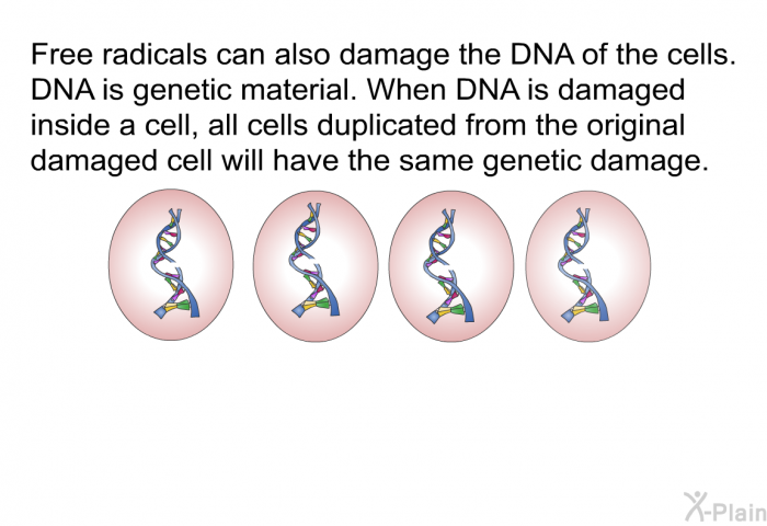Free radicals can also damage the DNA of the cells. DNA is genetic material. When DNA is damaged inside a cell, all cells duplicated from the original damaged cell will have the same genetic damage.