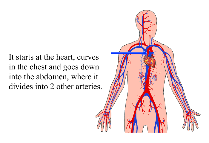 It starts at the heart, curves in the chest and goes down into the abdomen, where it divides into two other arteries.