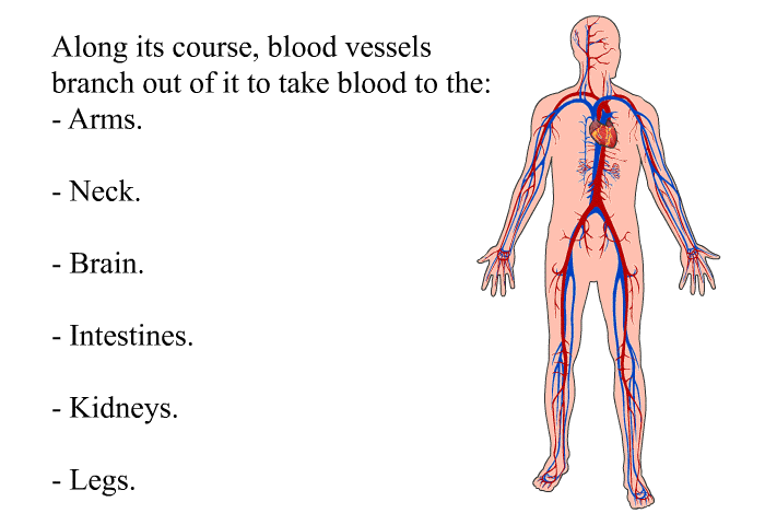 Along its course, blood vessels branch out of it to take blood to the:  Arms. Neck. Brain. Intestines. Kidneys. Legs.