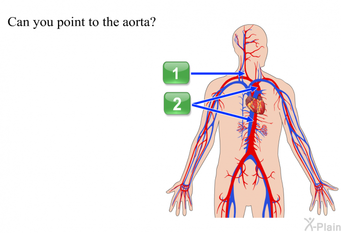 Can you point to the aorta?