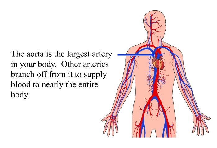 The aorta is the largest artery in your body. Other arteries branch off from it to supply blood to nearly the entire body.
