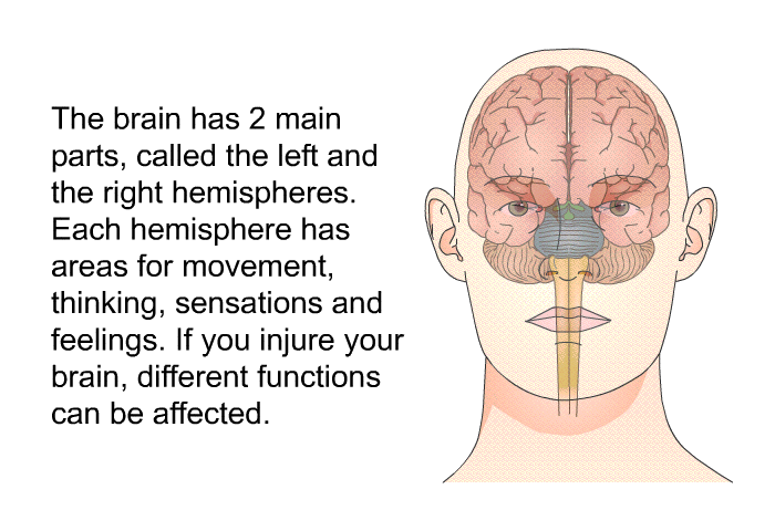 The brain has 2 main parts, called the left and the right hemispheres. Each hemisphere has areas for movement, thinking, sensations and feelings. If you injure your brain, different functions can be affected.