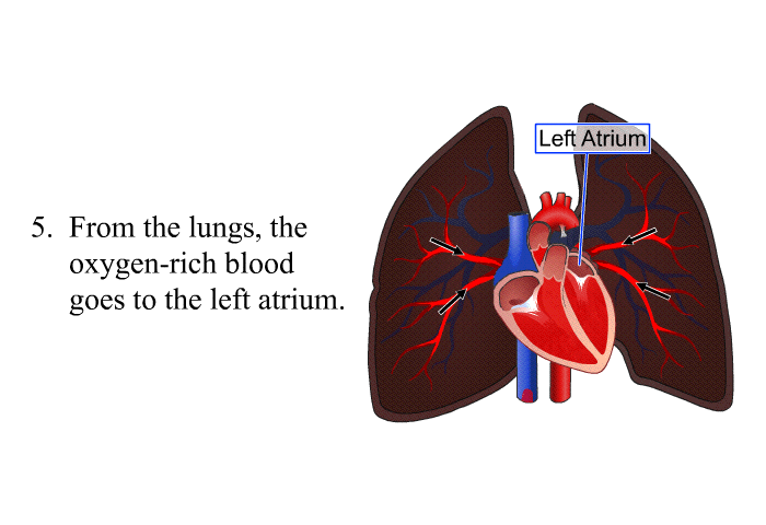 From the lungs, the oxygen-rich blood goes to the left atrium.