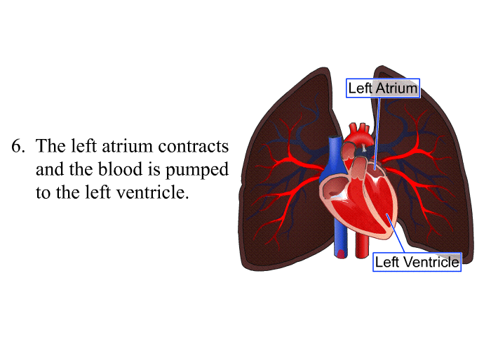 The left atrium contracts and the blood is pumped to the left ventricle.