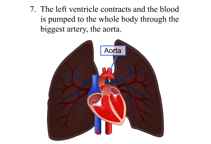 The left ventricle contracts and the blood is pumped to the whole body through the biggest artery, the aorta.