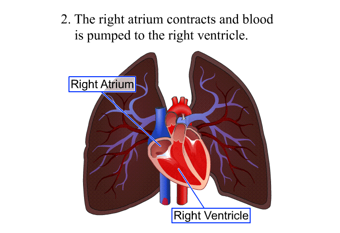 The right atrium contracts and blood is pumped to the right ventricle.