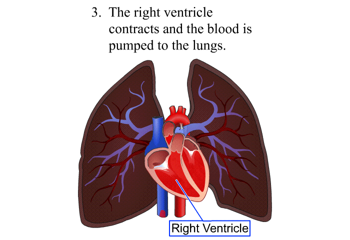 The right ventricle contracts and the blood is pumped to the lungs.