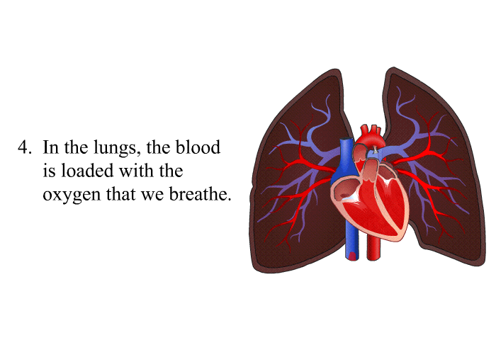 In the lungs, the blood is loaded with the oxygen that we breathe.