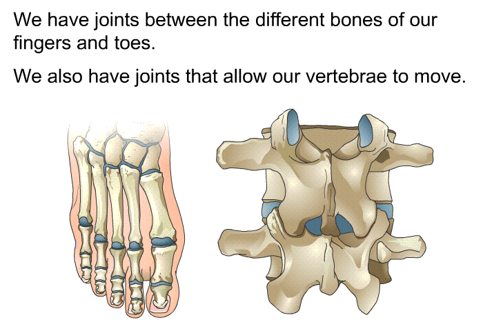 We have joints between the different bones of our fingers and toes. We also have joints that allow our vertebrae to move.