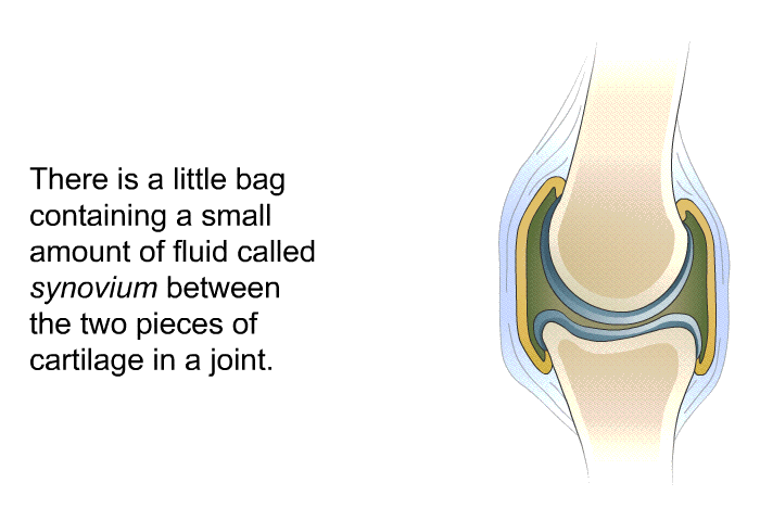 There is a little bag containing a small amount of fluid called <I>synovium</I> between the two pieces of cartilage in a joint.